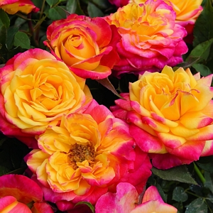 Rose Miniature Rainbow Sunblaze